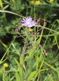 Lactuca tatarica