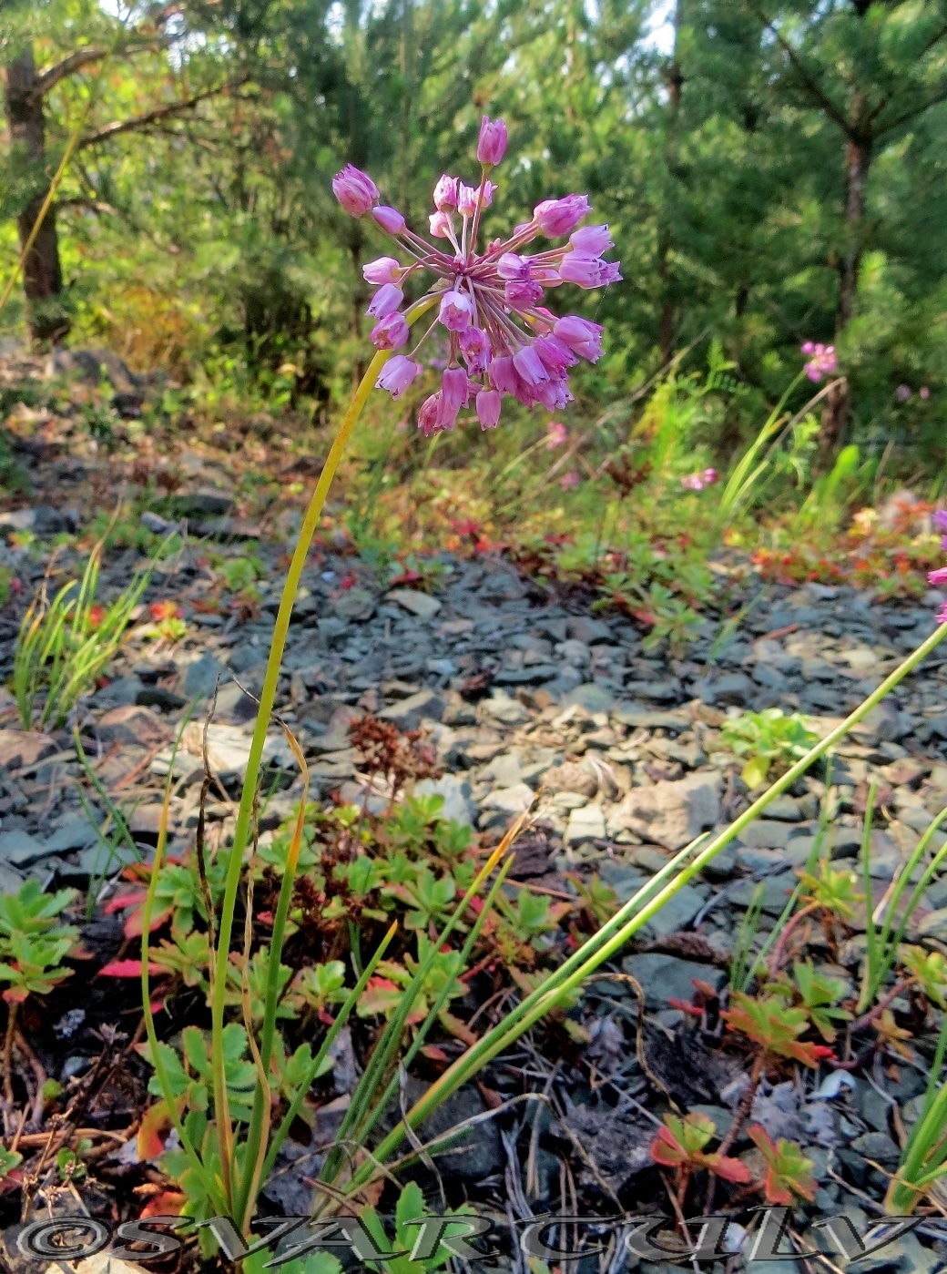 Image of Allium rubens specimen.