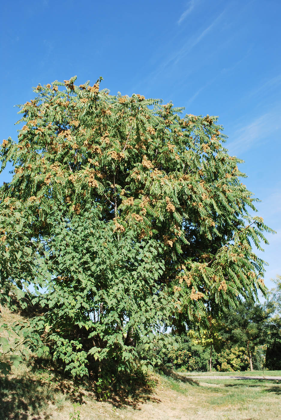 Изображение особи Ailanthus altissima.