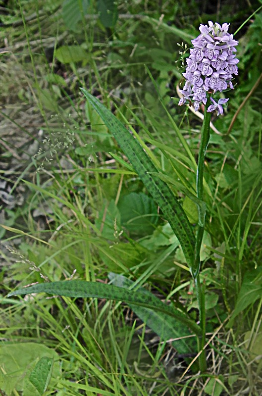 Изображение особи Dactylorhiza baltica.