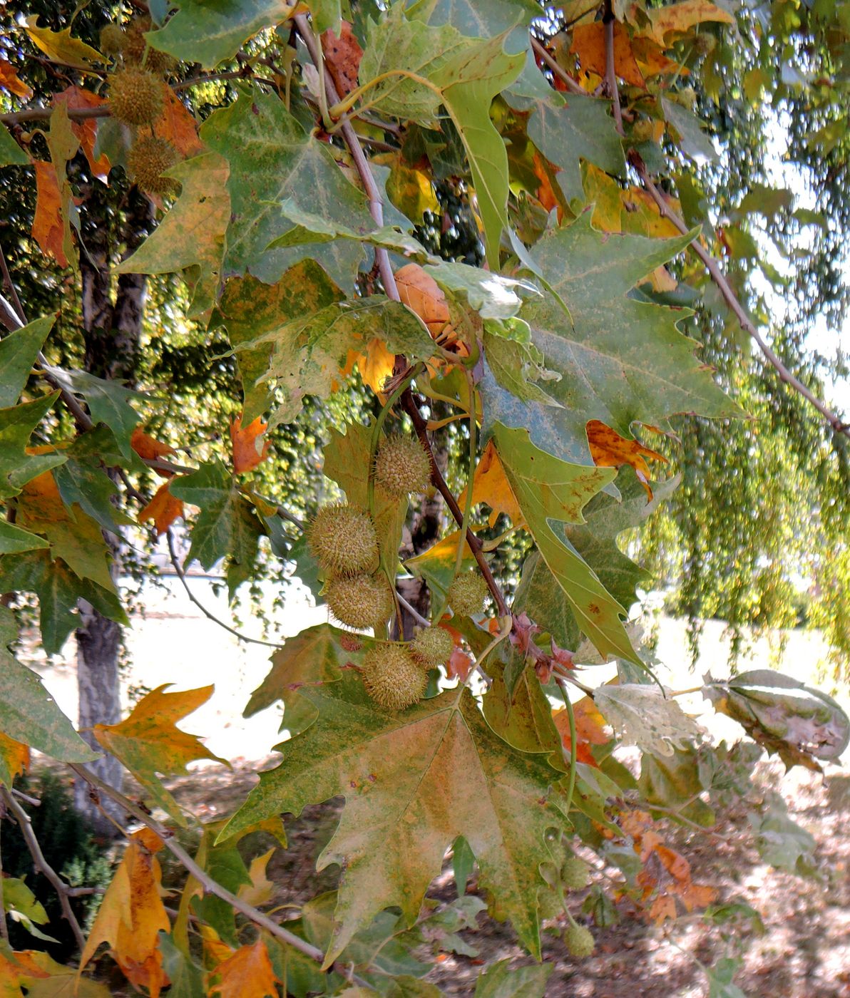 Изображение особи Platanus orientalis.