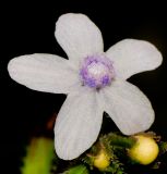 Anchusa strigosa