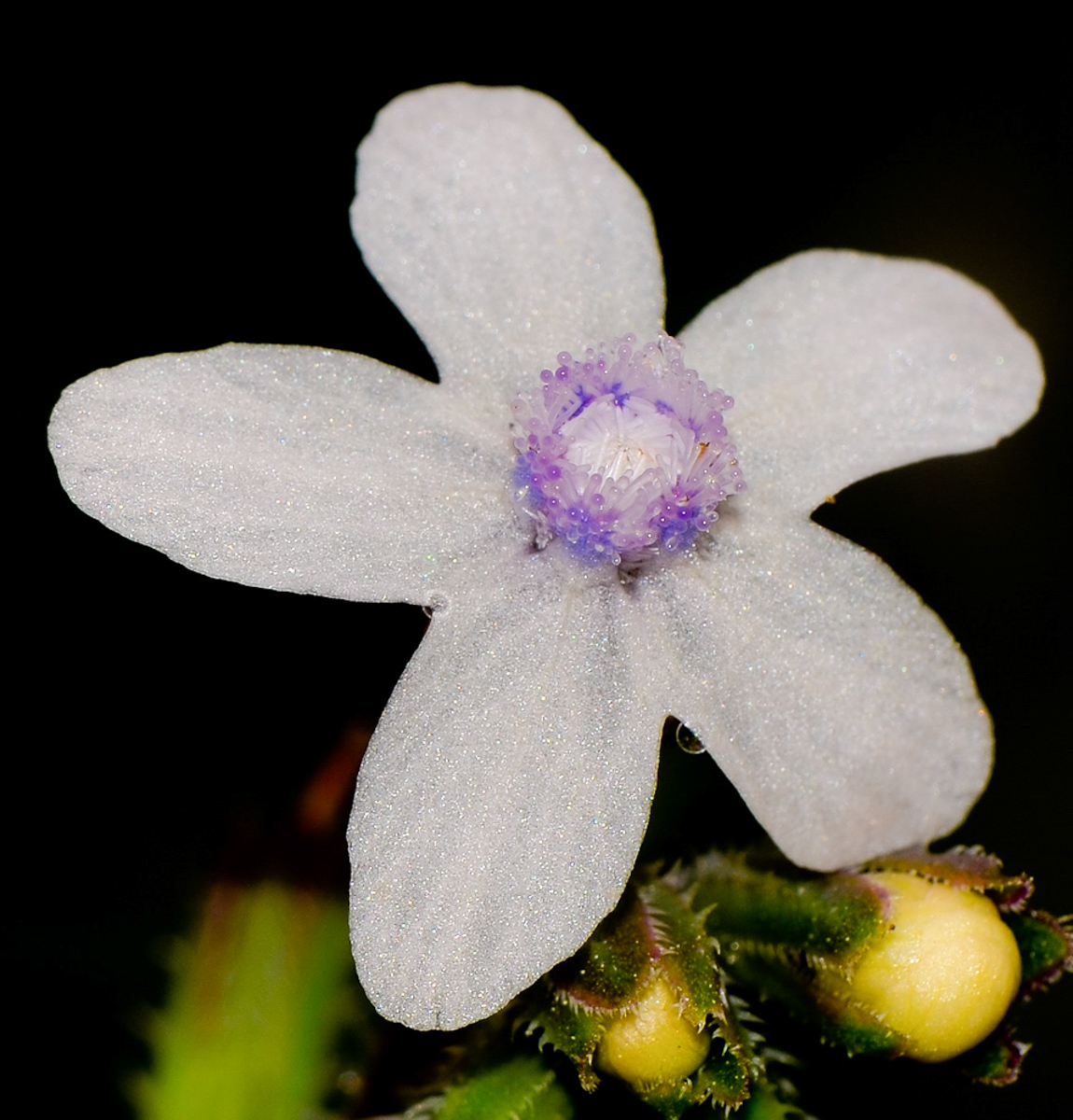 Изображение особи Anchusa strigosa.