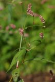 Persicaria maculosa. Верхушка побега с соцветиями. Ленинградская обл., Всеволожский р-н, окр. пос. Куйвози, садоводство, сорняк на грядке. 31.08.2016.