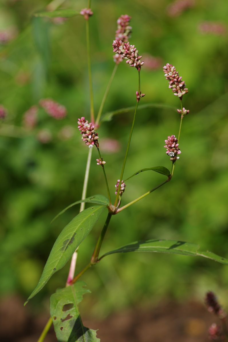 Image of Persicaria maculosa specimen.