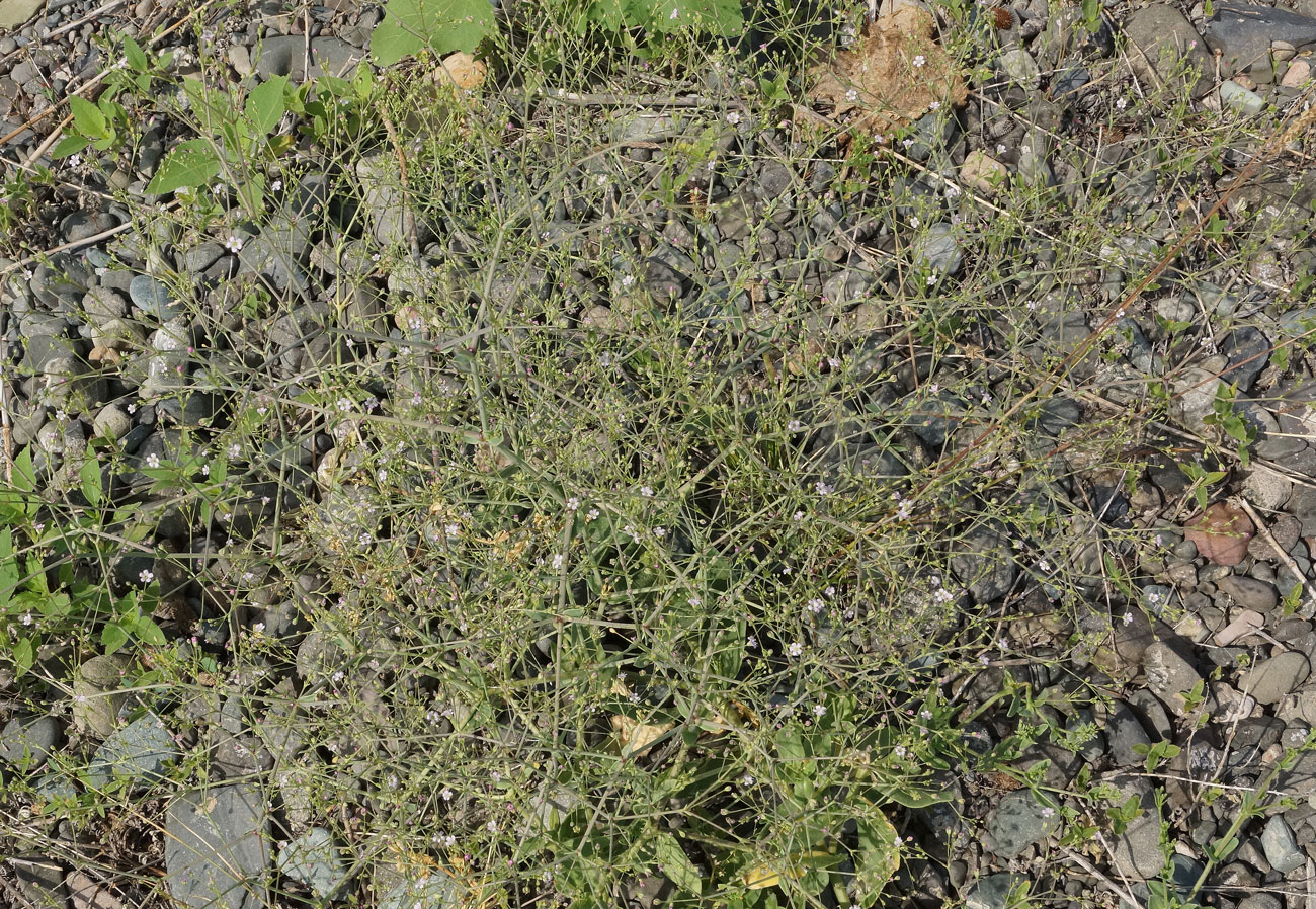 Image of Gypsophila perfoliata specimen.