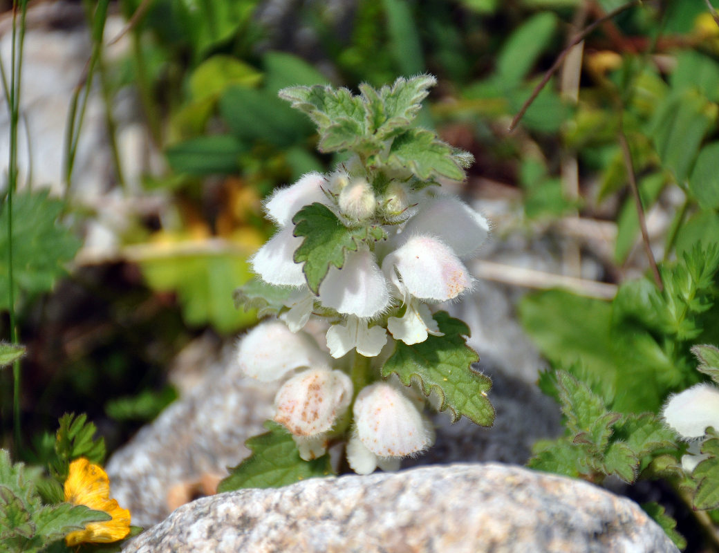 Изображение особи Lamium tomentosum.