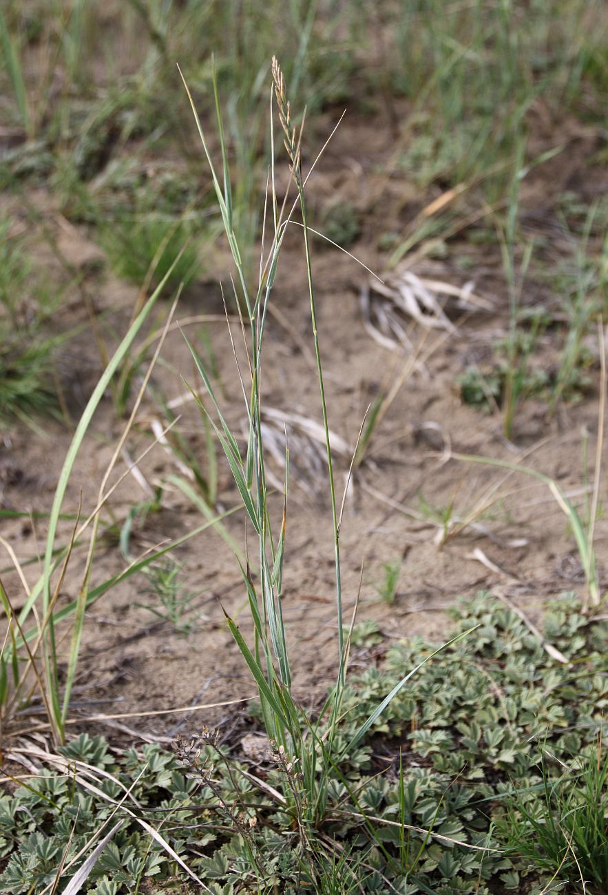 Изображение особи Elytrigia lolioides.