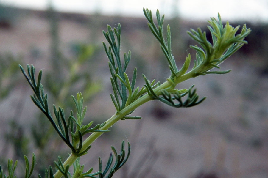 Image of Artemisia arenaria specimen.