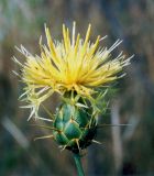 Centaurea salonitana