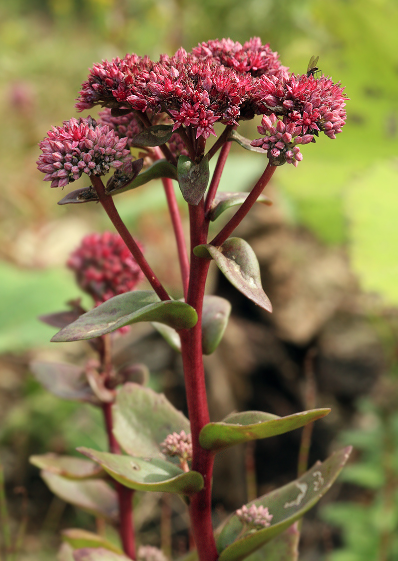 Изображение особи Hylotelephium triphyllum.