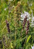 Pedicularis sibthorpii. Верхушка плодоносящего растения (по бокам видны прошлогодние сухие соплодия). Крым, гора Чатырдаг (нижнее плато), луговая степь. 05.06.2016.