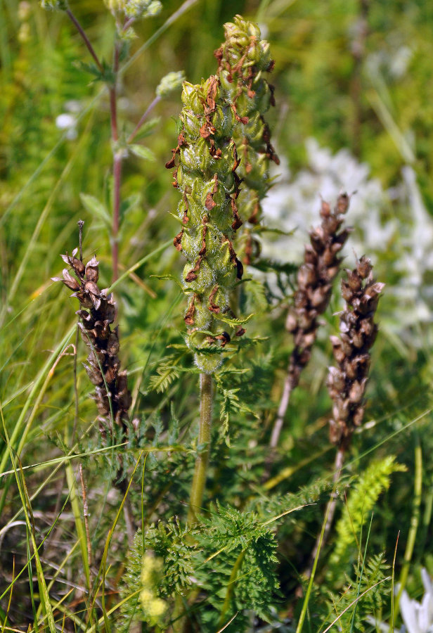 Изображение особи Pedicularis sibthorpii.