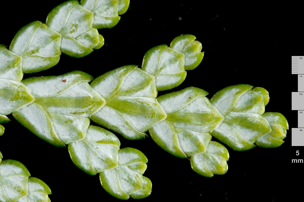 Image of Thuja koraiensis specimen.