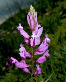 Polygala major