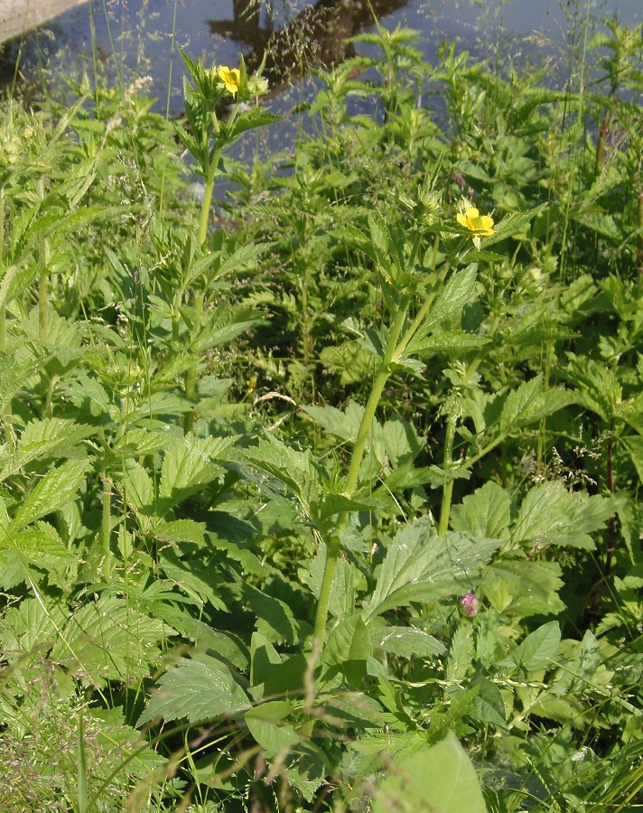 Image of Geum aleppicum specimen.