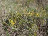 genus Chamaecytisus. Цветущее растение. Украина, Запорожская обл., Запорожский р-н, Малоекатериновское охотничье-рыболовное хозяйство, степь, возвышенность. 17.04.2016.