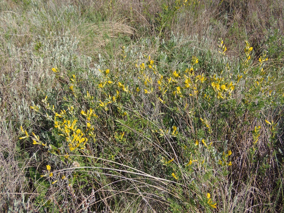 Image of genus Chamaecytisus specimen.