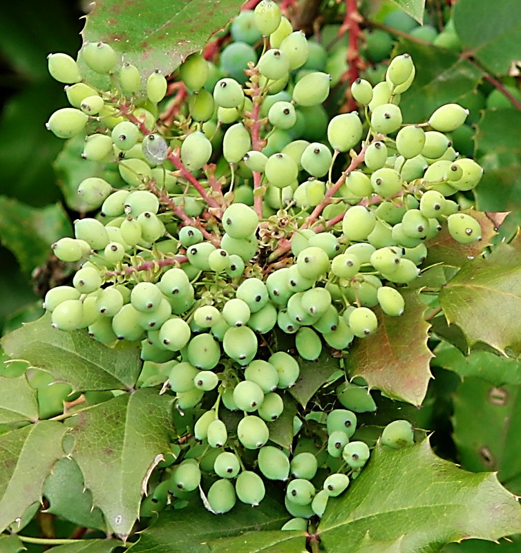 Изображение особи Mahonia aquifolium.