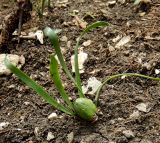 Sternbergia colchiciflora