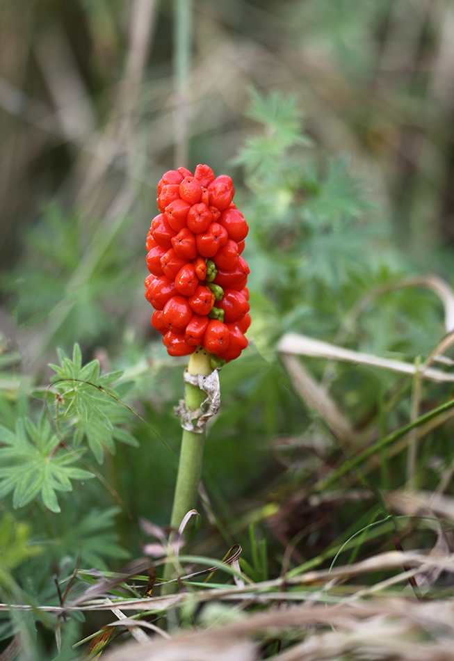 Image of Arum elongatum specimen.