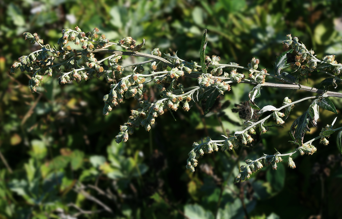 Image of Artemisia koidzumii specimen.