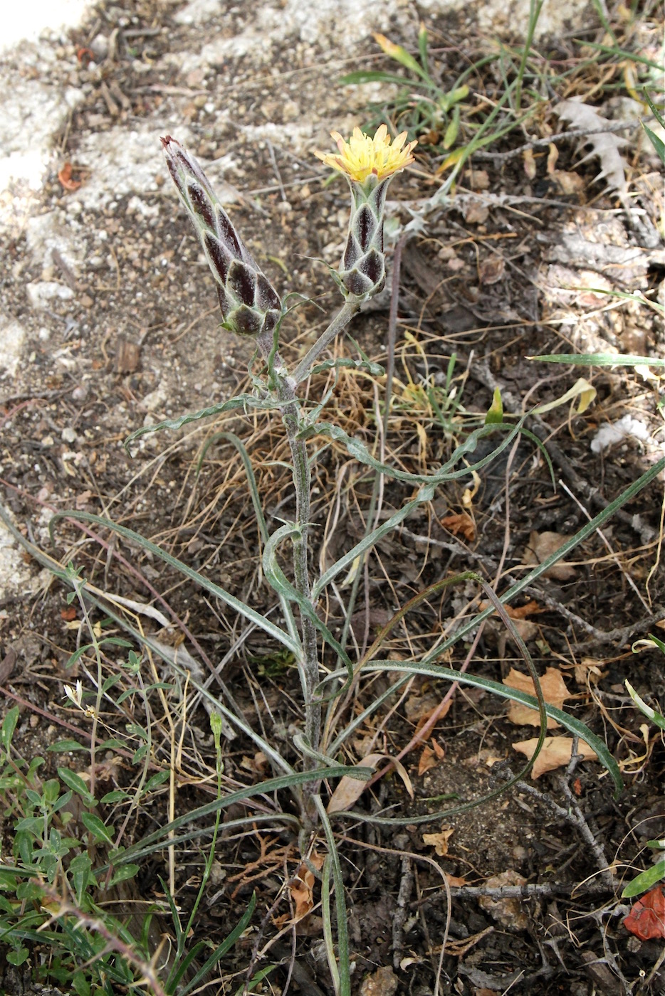 Изображение особи Scorzonera bracteosa.