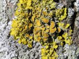 genus Xanthoria