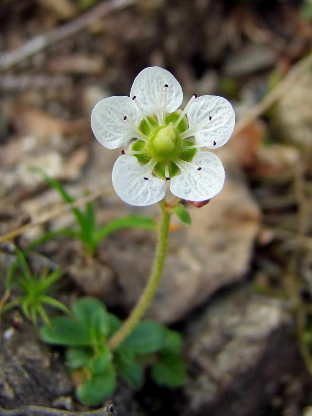 Изображение особи Micranthes merkii.