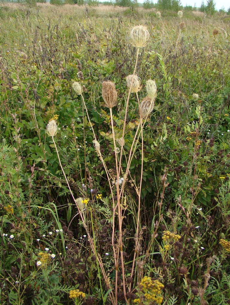 Image of Daucus carota specimen.