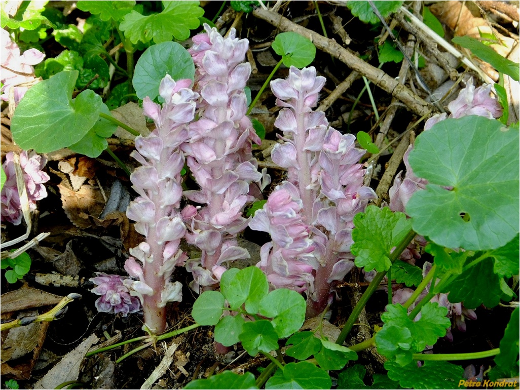 Изображение особи Lathraea squamaria.