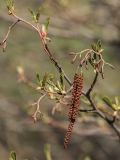 Alnus glutinosa. Верхушка ветви с мужскими и женскими соцветиями. Ростовская обл., Усть-Донецкий р-н, Нижне-Кундрюченский заказник, окр. станицы Нижнекундрюченская. 13.04.2017.