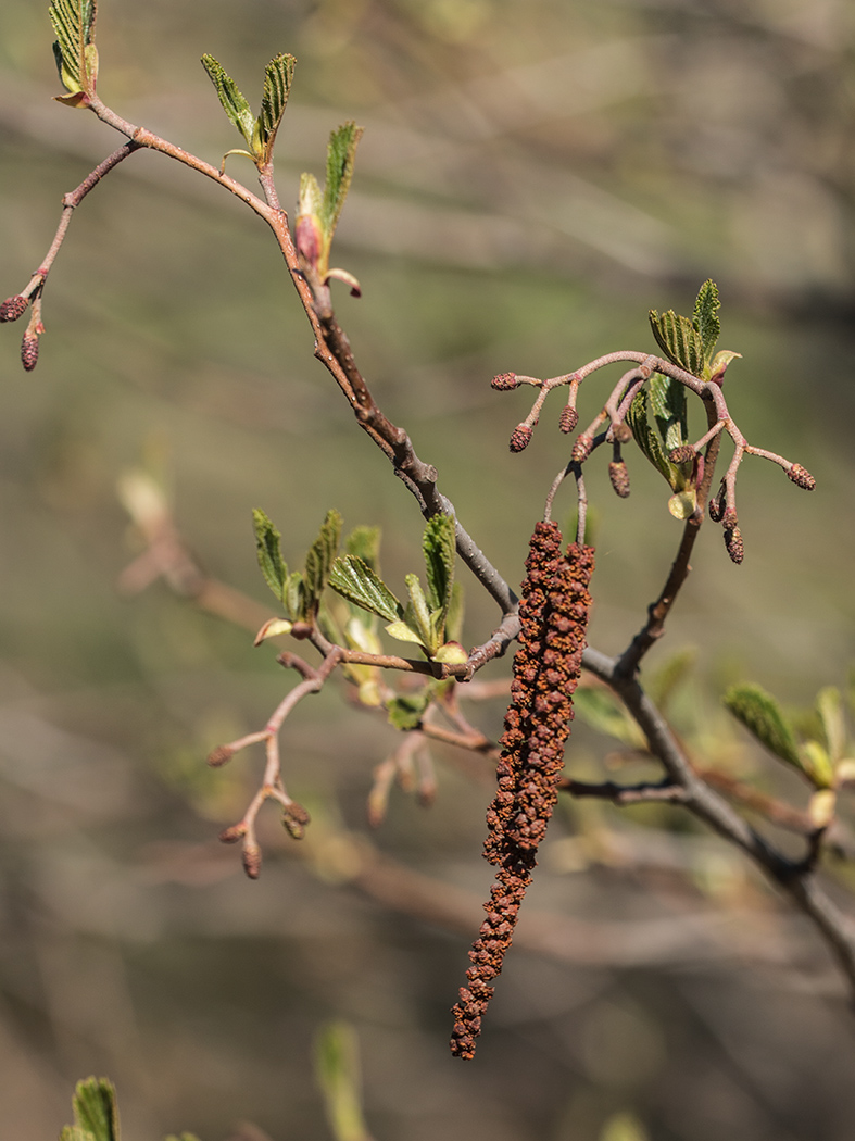 Image of Alnus glutinosa specimen.