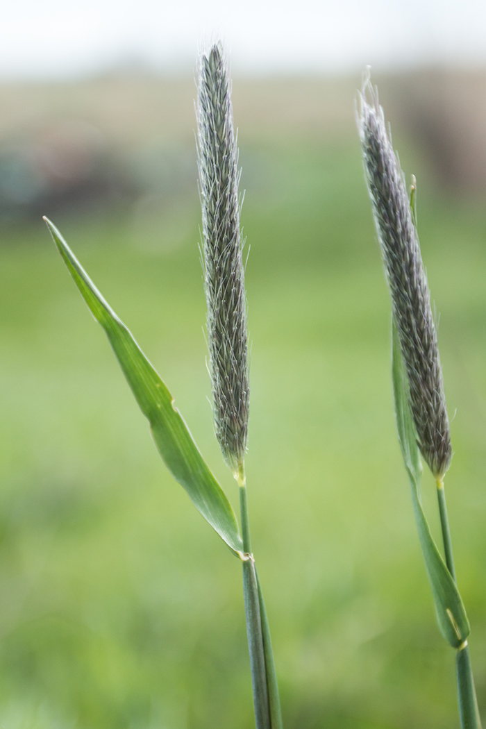 Изображение особи Alopecurus pratensis.