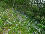 Geranium erianthum