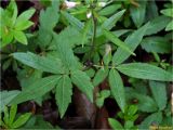 Cardamine bulbifera