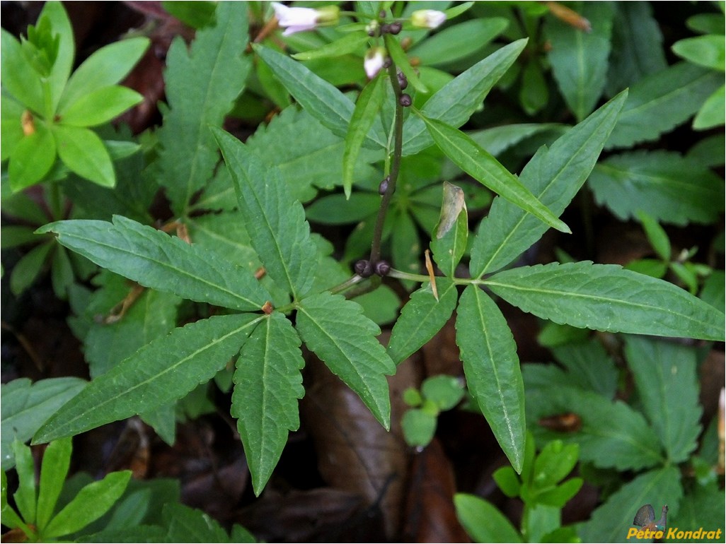 Изображение особи Cardamine bulbifera.