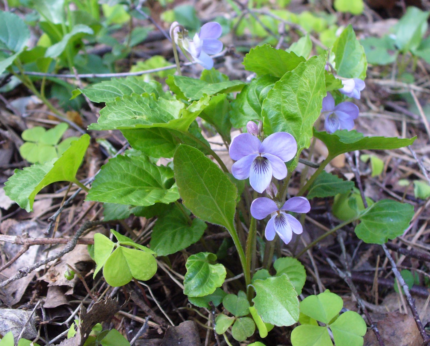 Изображение особи Viola selkirkii.