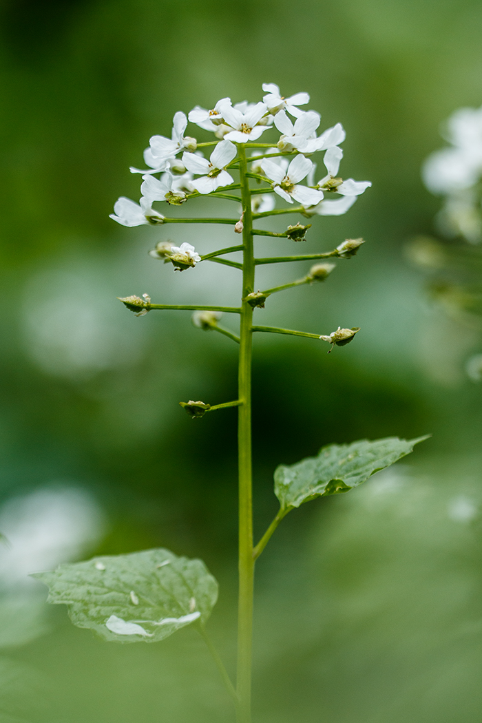 Изображение особи Pachyphragma macrophyllum.