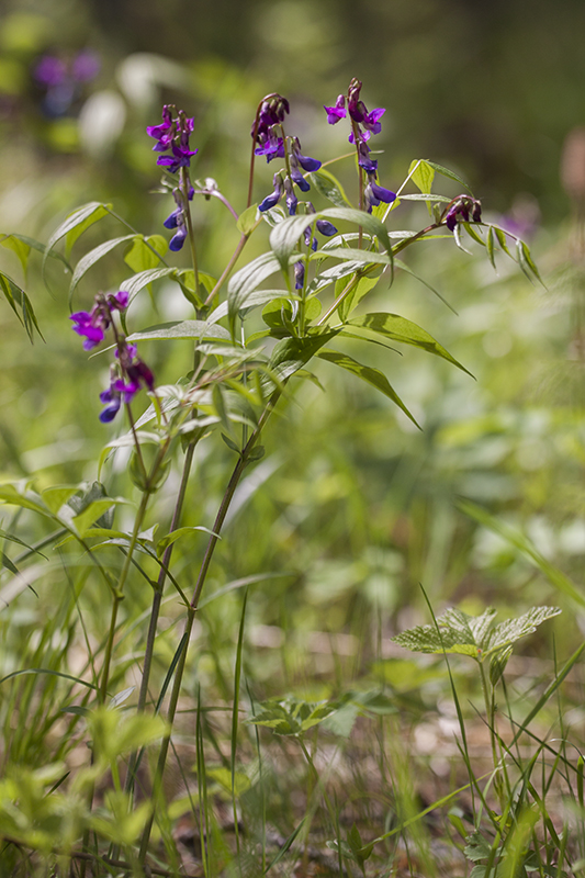 Изображение особи Lathyrus vernus.