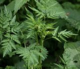 Anthriscus sylvestris. Верхушка растения с молодыми листьями и формирующимся соцветием. Московская обл., Раменский р-н, окр. ж.-д. платформы Хрипань, смешанный лес у ЛЭП. 05.06.2017.