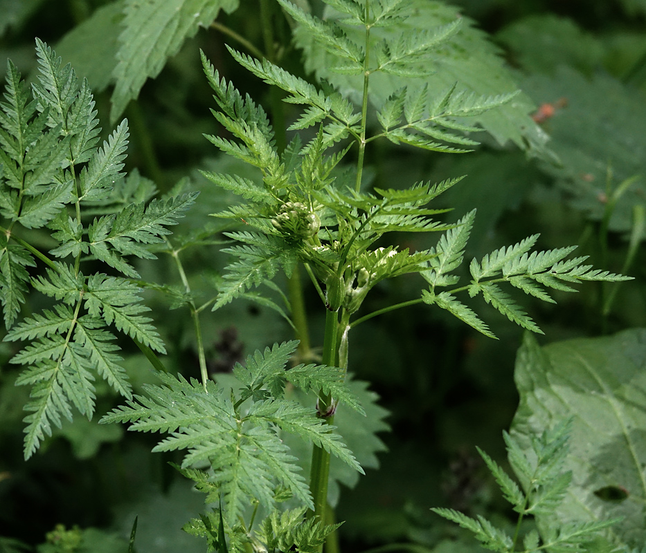 Изображение особи Anthriscus sylvestris.