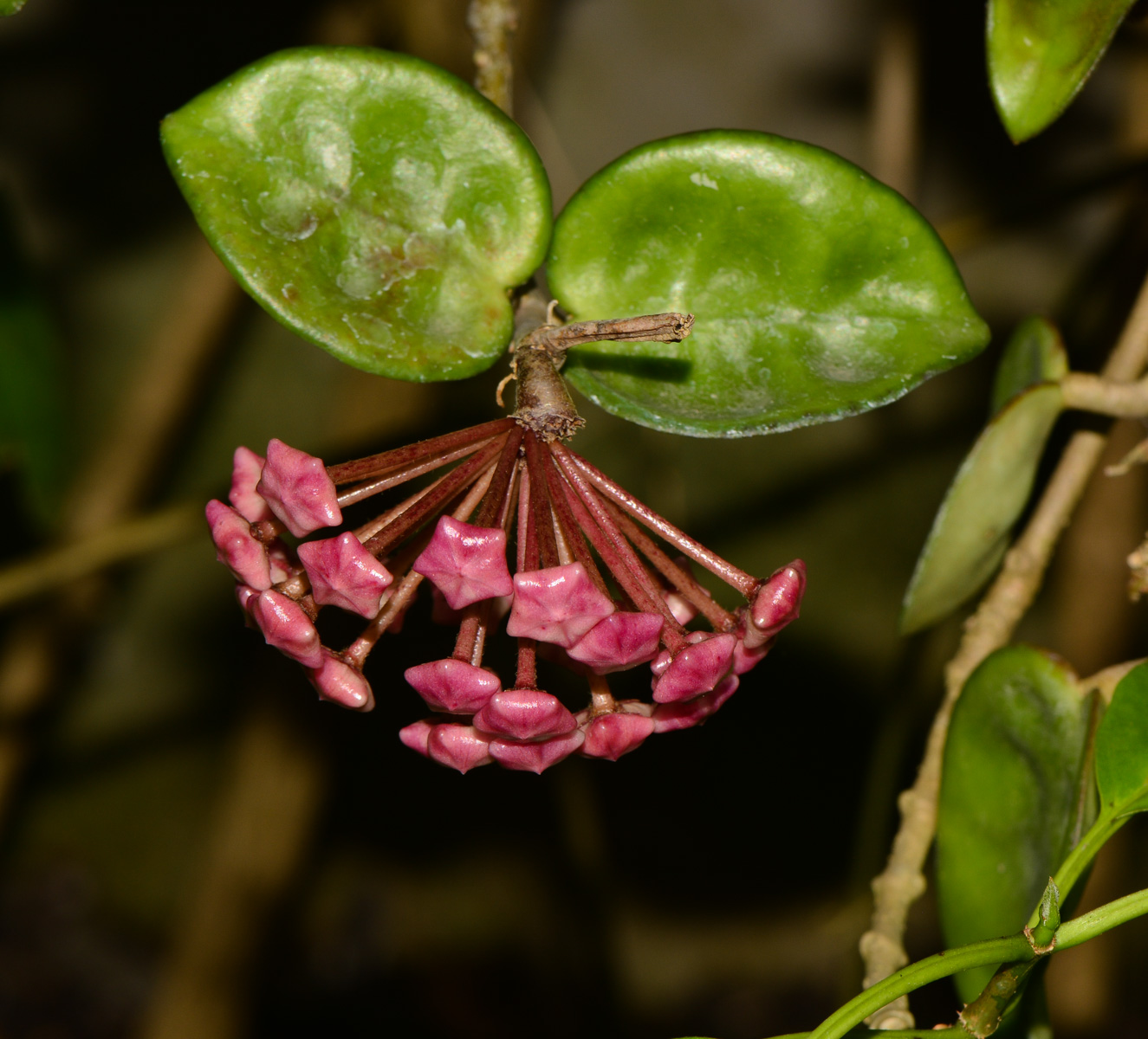 Изображение особи Hoya carnosa.