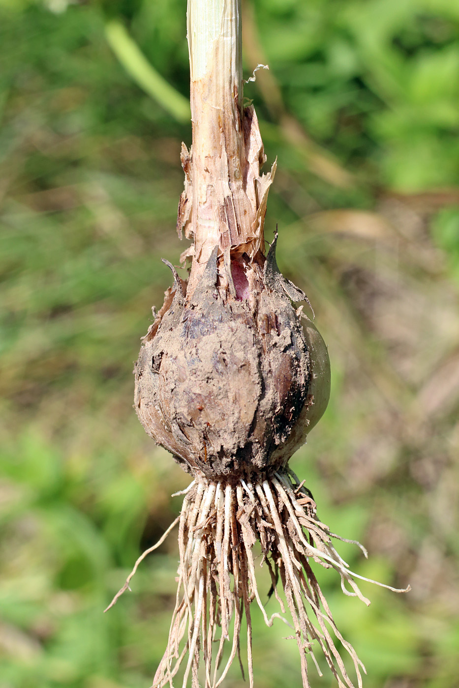 Image of Allium longicuspis specimen.