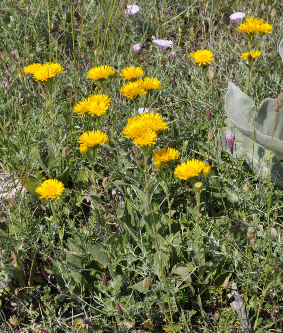 Изображение особи Inula oculus-christi.