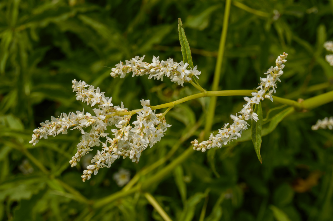 Image of Aconogonon alpinum specimen.