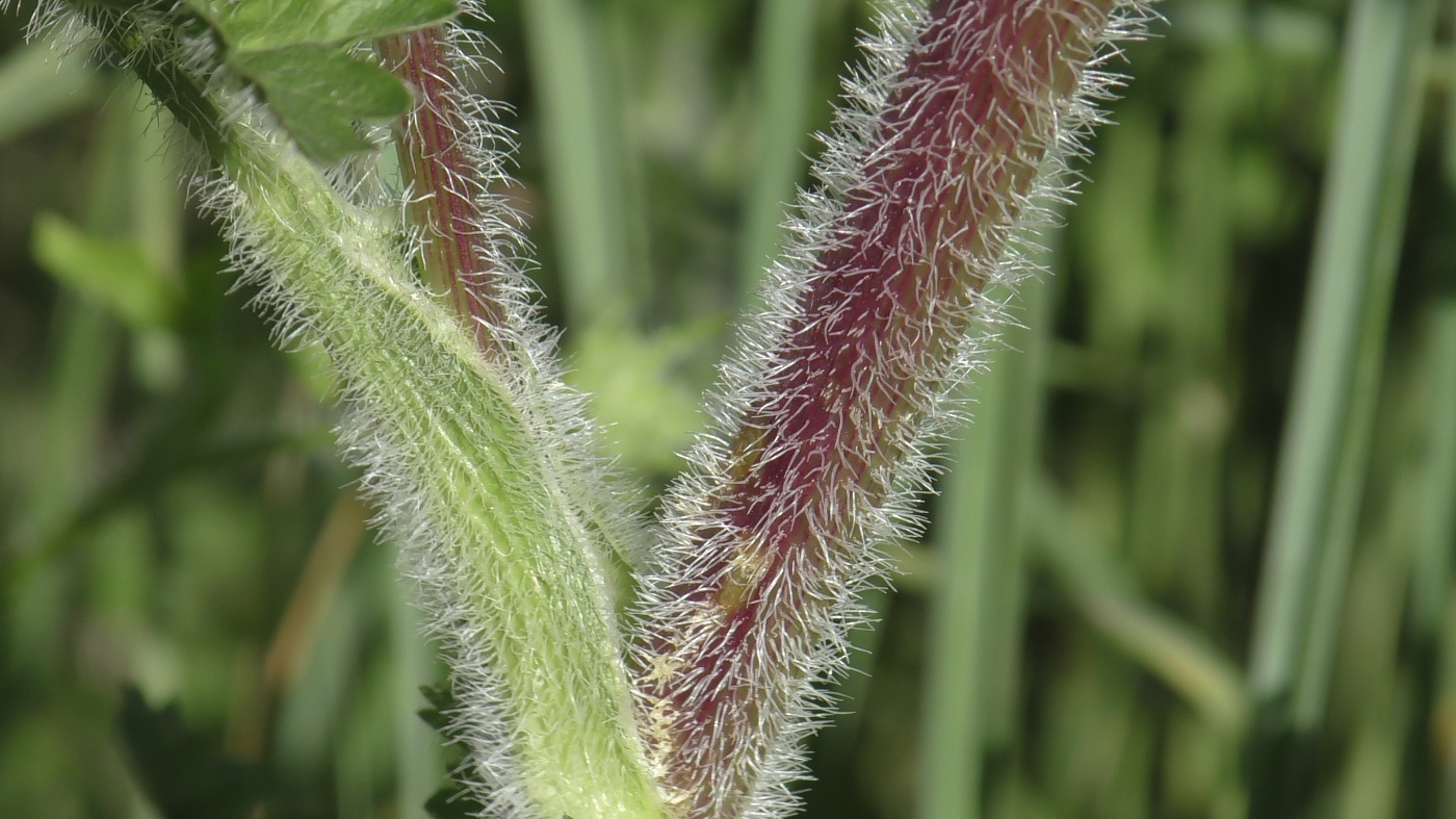 Image of Laserpitium hispidum specimen.