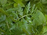 Pyrethrum coccineum. Часть стебля с листом. Пермский край, г. Пермь, Свердловский р-н, в озеленении двора. 8 июля 2017 г.