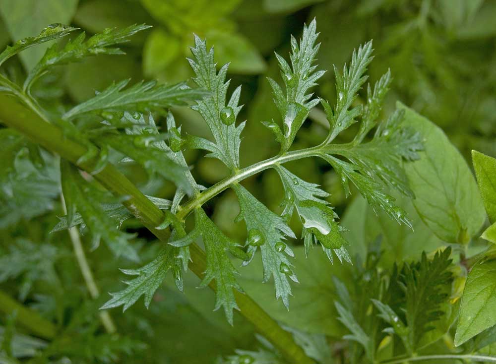 Image of Pyrethrum coccineum specimen.