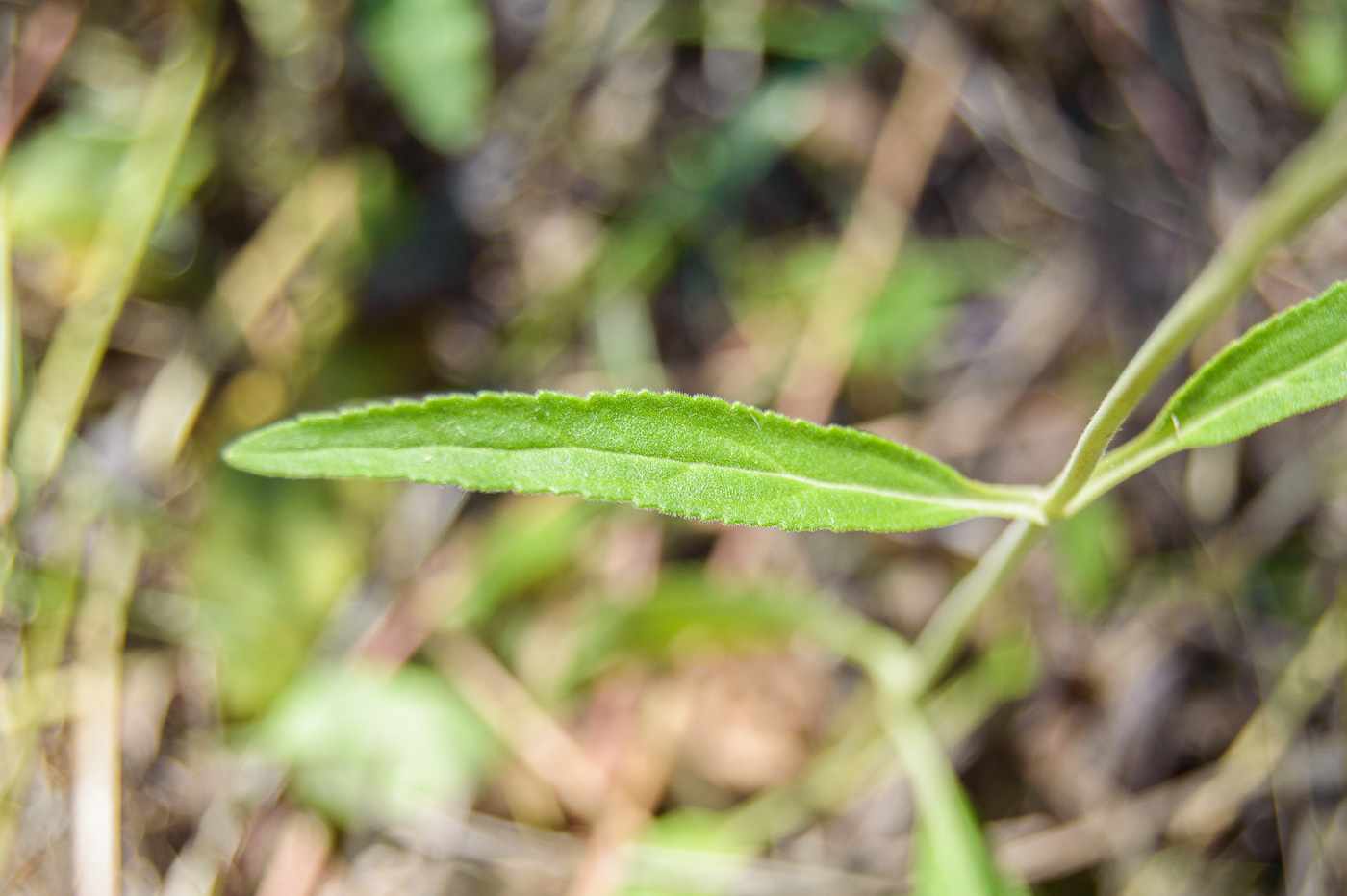 Изображение особи Veronica spicata.